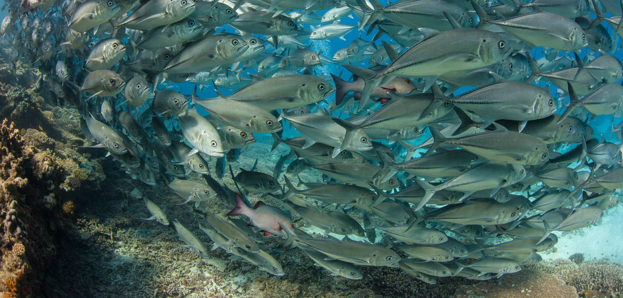 Picture from the movie