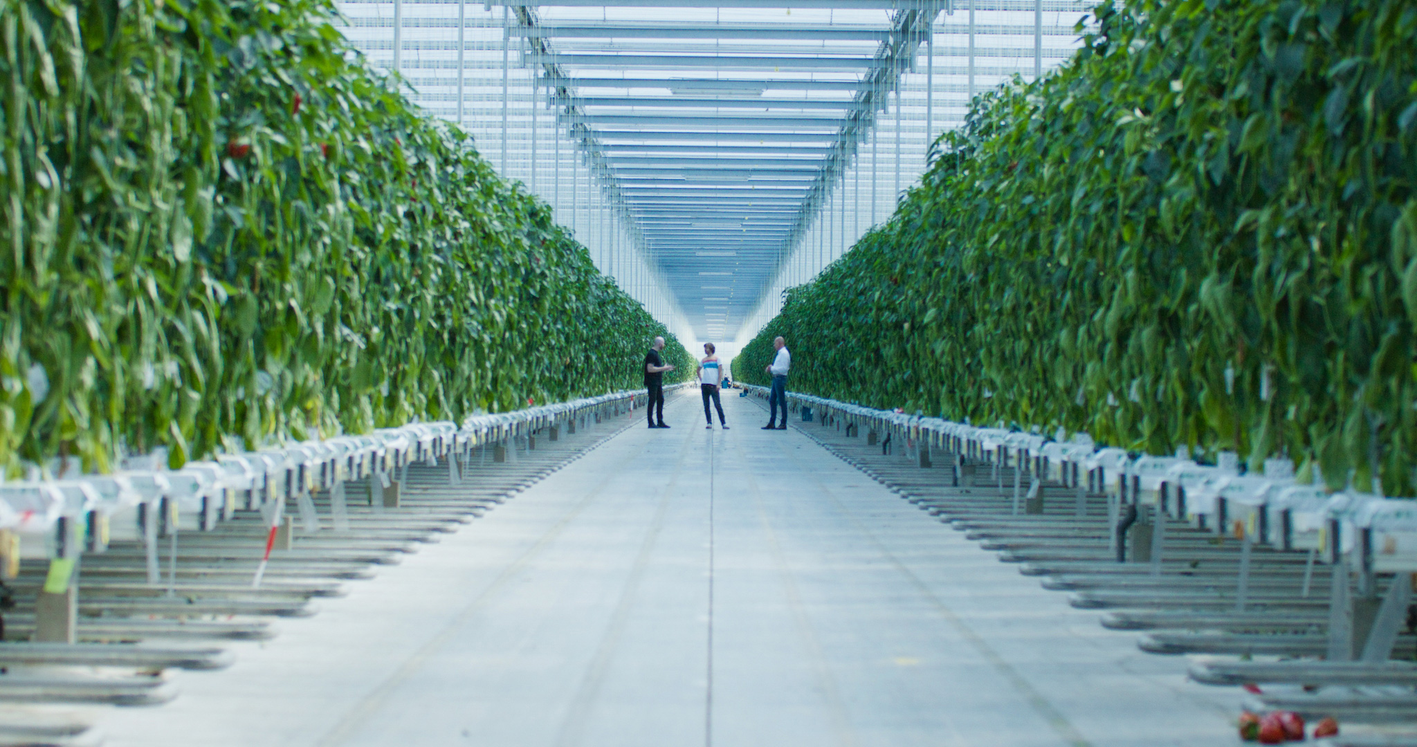 Picture from the movie