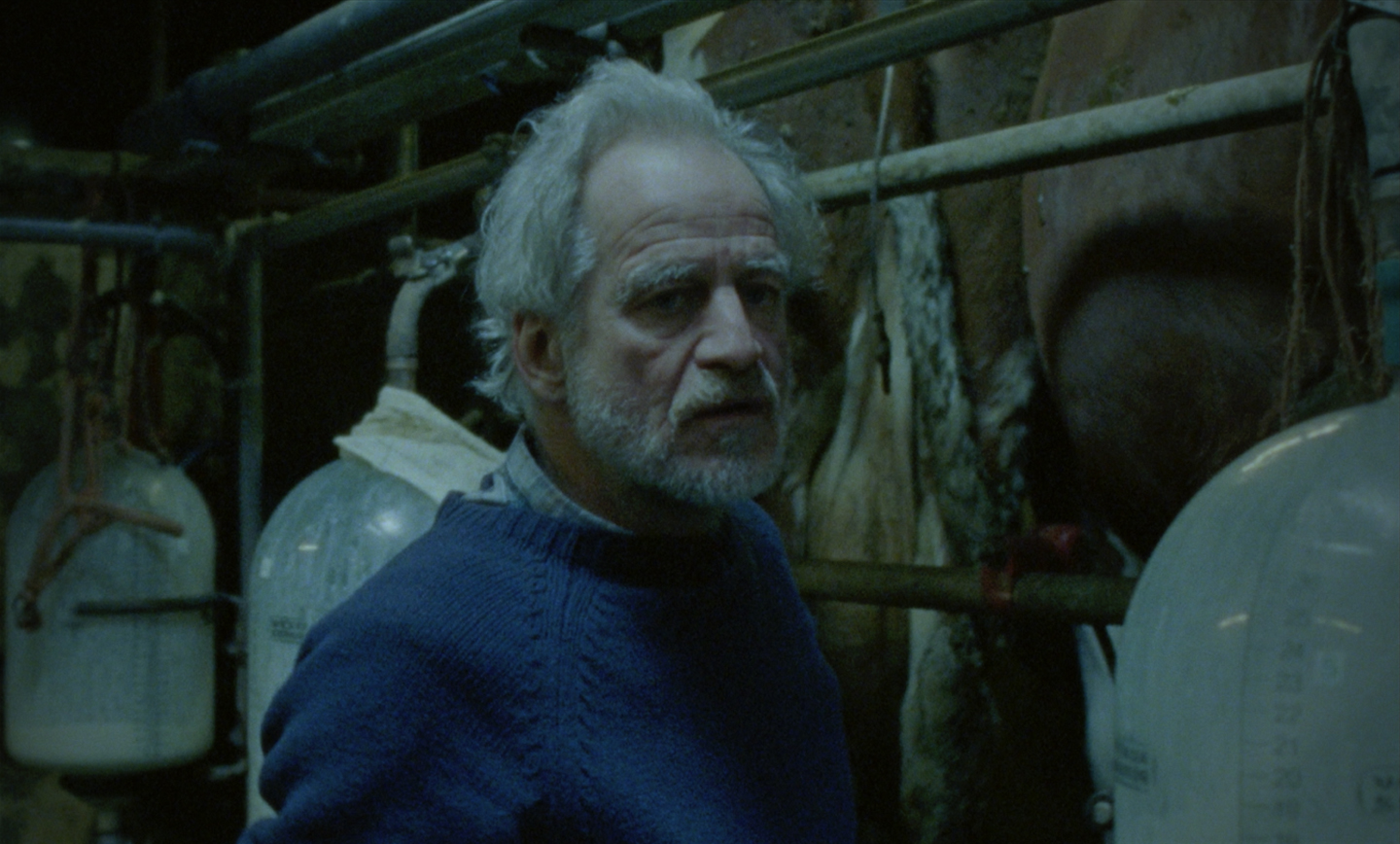 A man with gray hair in a blue sweater stands in a dimly lit barn among milking equipment and cows.