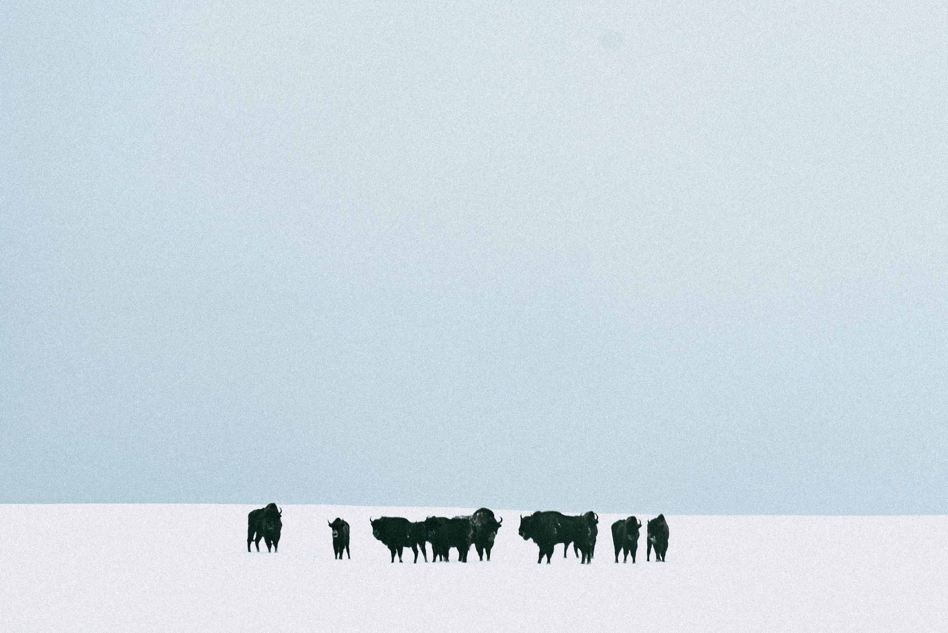 A herd of black bizons standing in a snowy landscape under a pale blue sky