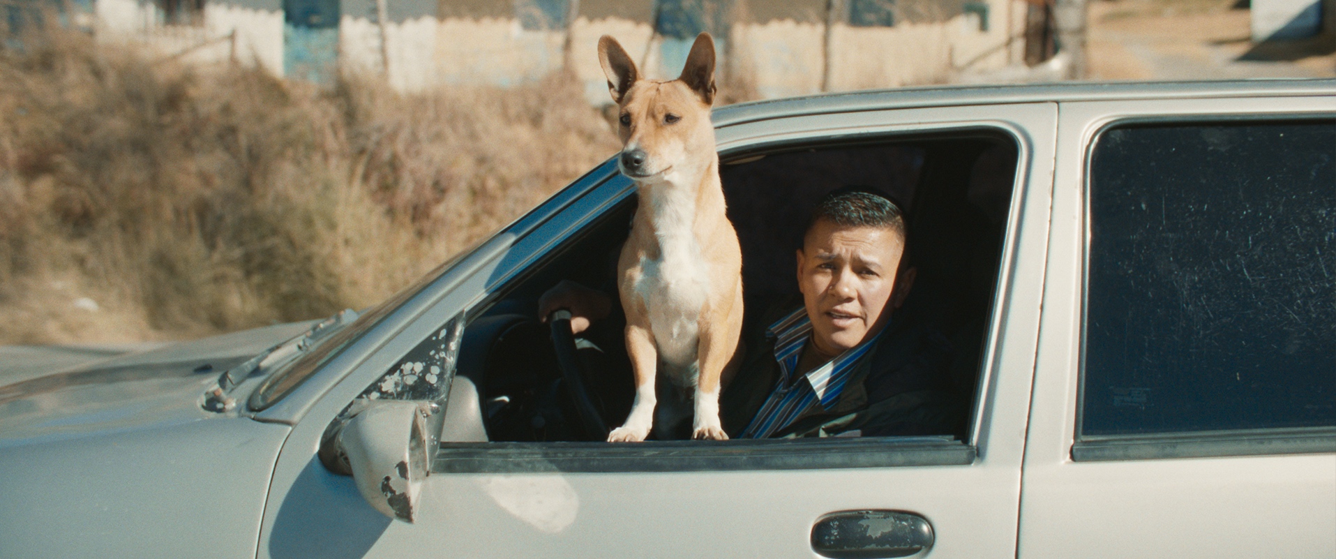 A dog stands proudly on the edge of a car window, looking out into the distance with a backdrop of dry grass and distant buildings.