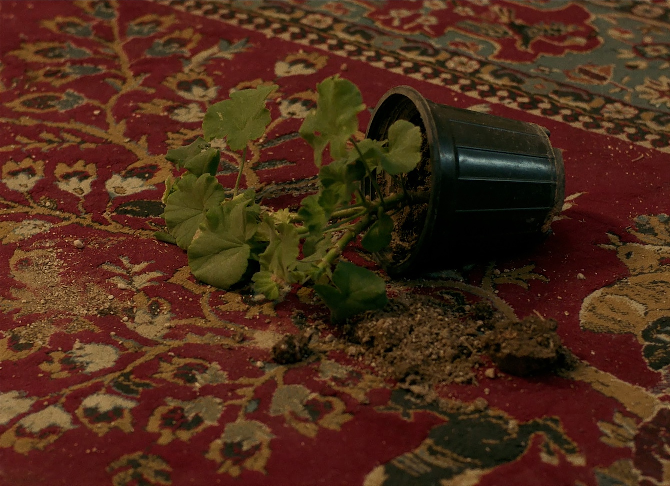 A tipped-over black plant pot lies on a red patterned carpet, with soil scattered and green leaves spilling out.