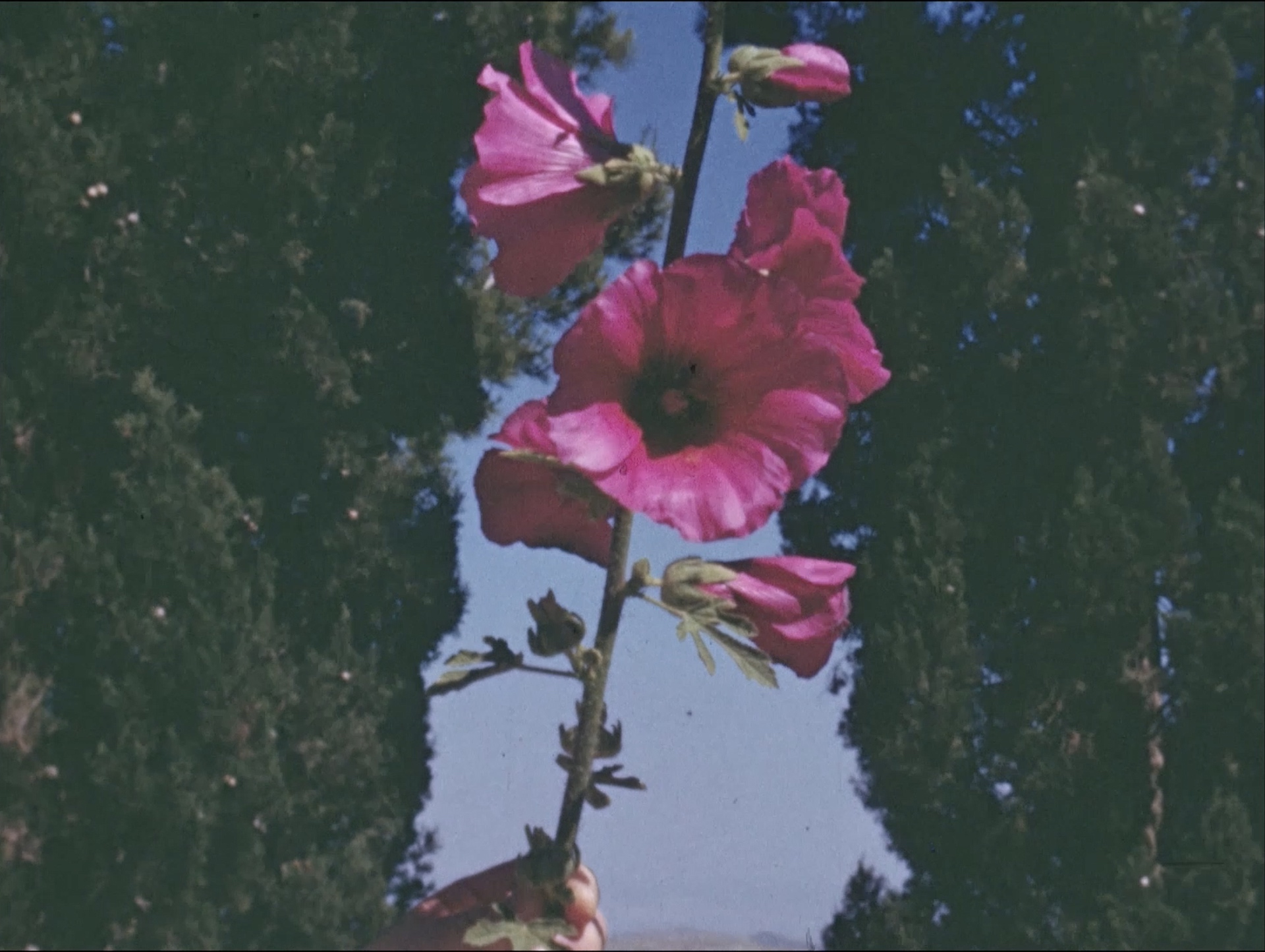 A hand holds a vibrant pink hollyhock flower against a backdrop of green trees and a clear blue sky.