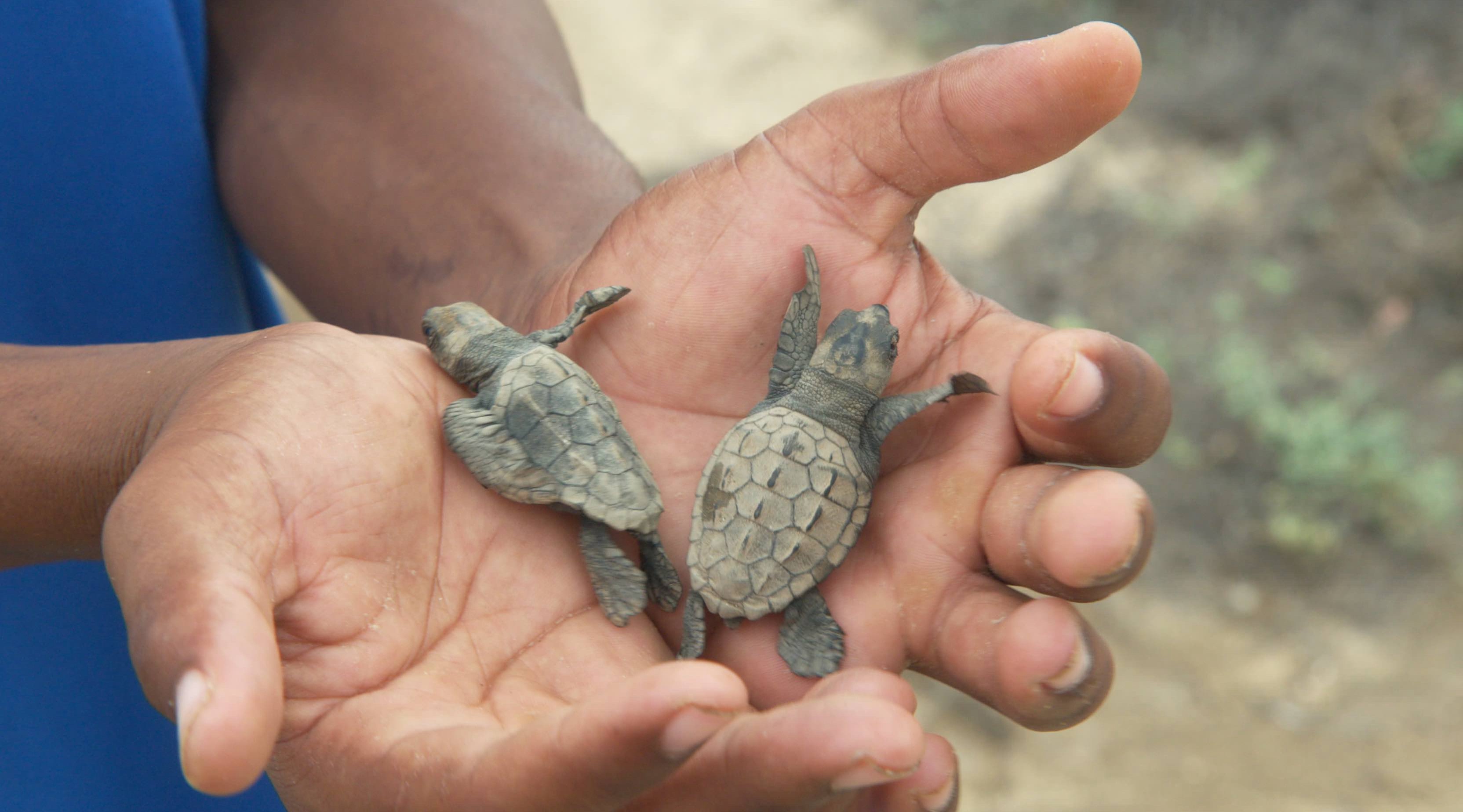 Handen die twee babyschildpadden vasthouden